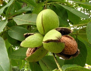 Лісові культури волоського горіха можуть бути джерелом горіхів і деревини